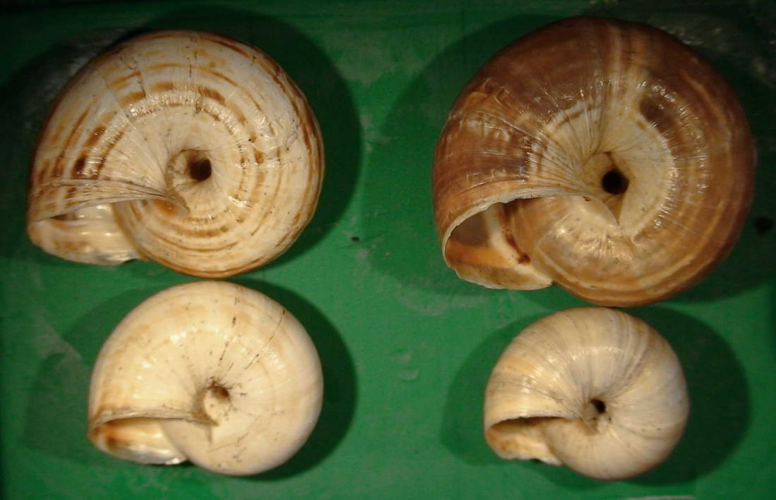 Cernuella (Cernuella) virgata (Da Costa, 1778)